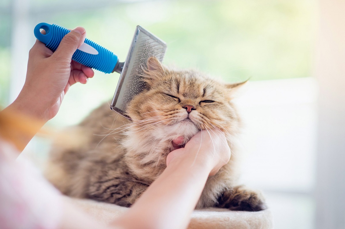 Best-cat-grooming-Toronto