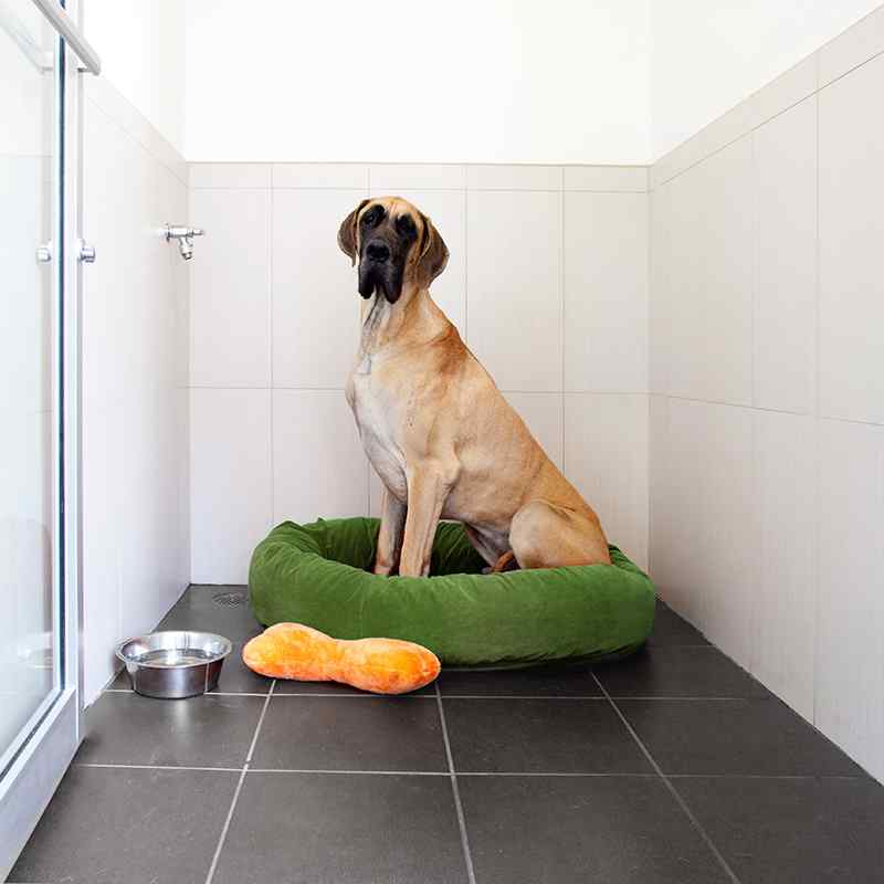 dog grooming toronto