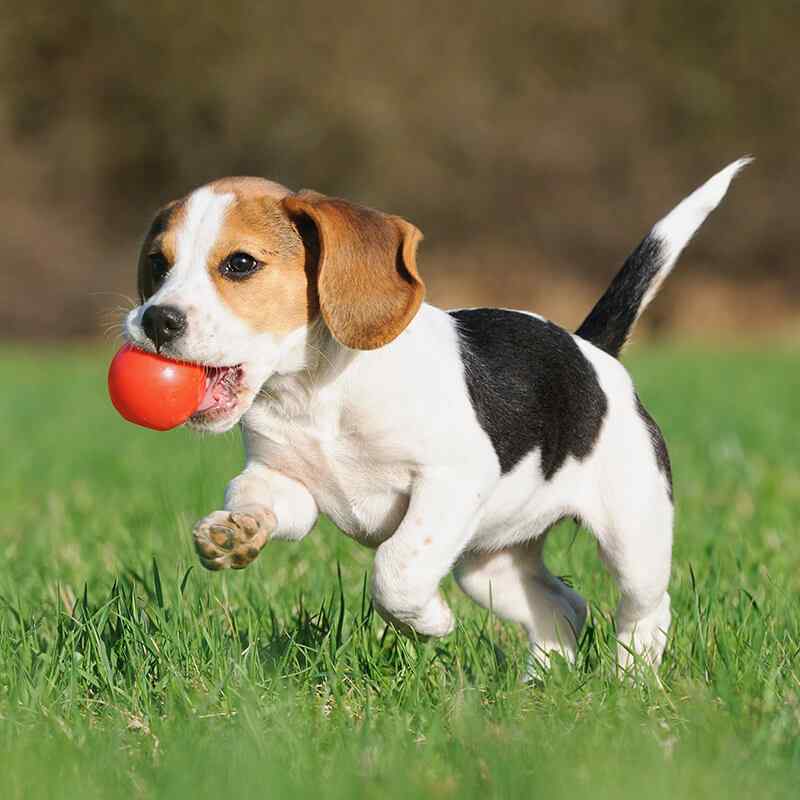 Dog enjoying a grooming session