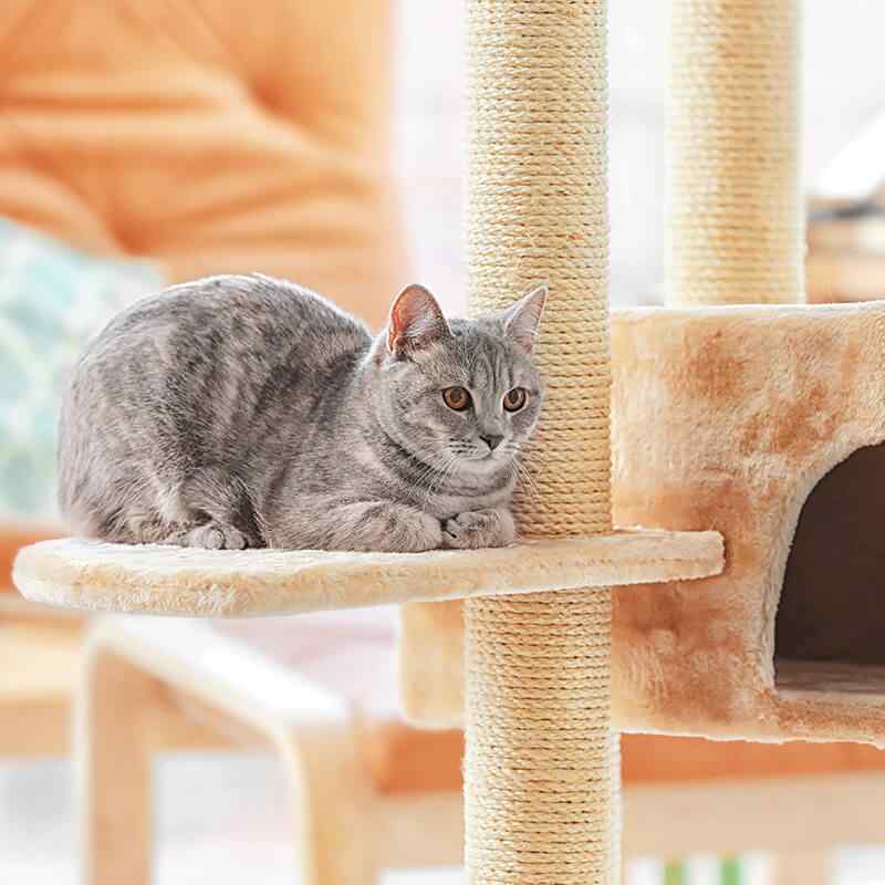 Cat grooming services in North York