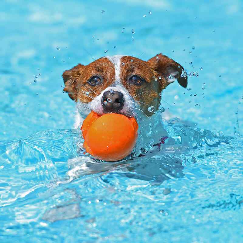 Groomer bathing a dog