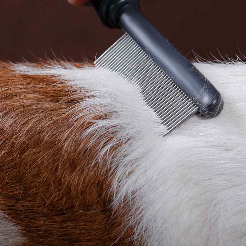 Luxury dog grooming services