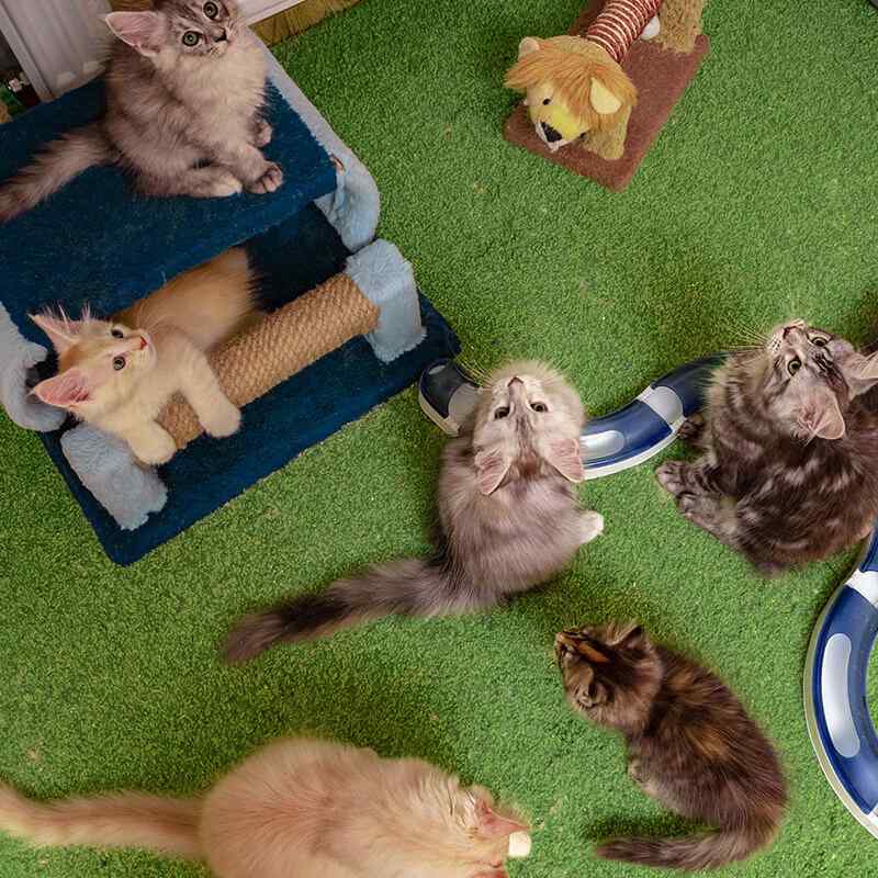 Professional cat grooming services