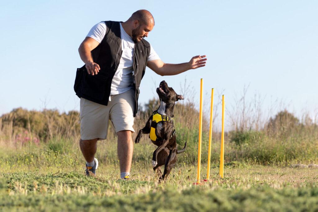 Advance-dog-obedience-training