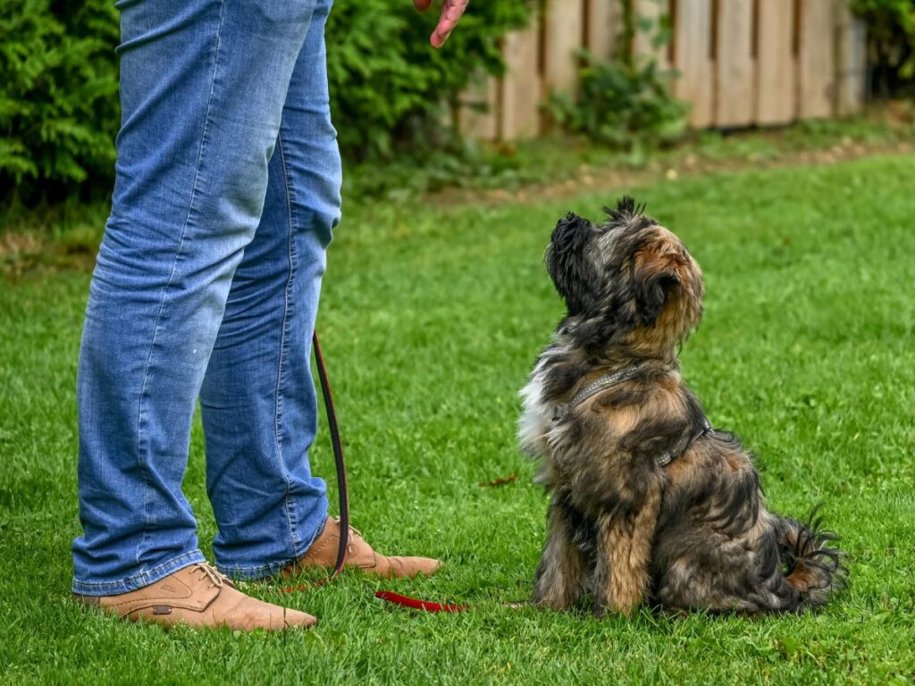 Dog Training in North York